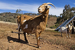Domestic goat May 2006.jpg