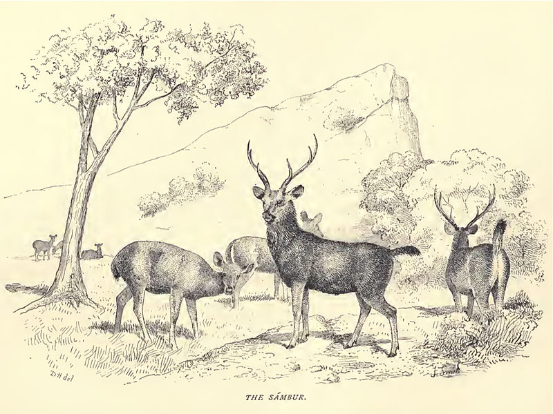 File:Douglas hamilton, Sambar bucks & does.jpg