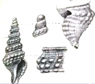 <i>Drillia janseni</i> Species of gastropod