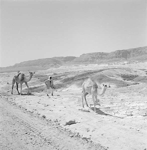 File:Dromedarissen in woestijnlandschap bij Dode Zee, Bestanddeelnr 255-2716.jpg