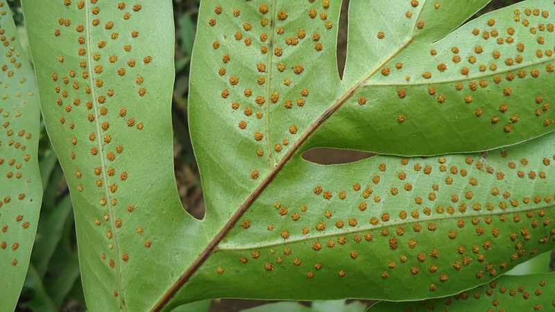 File:Drynaria quercifolia (Oakleaf fern) sporangia 2.jpg