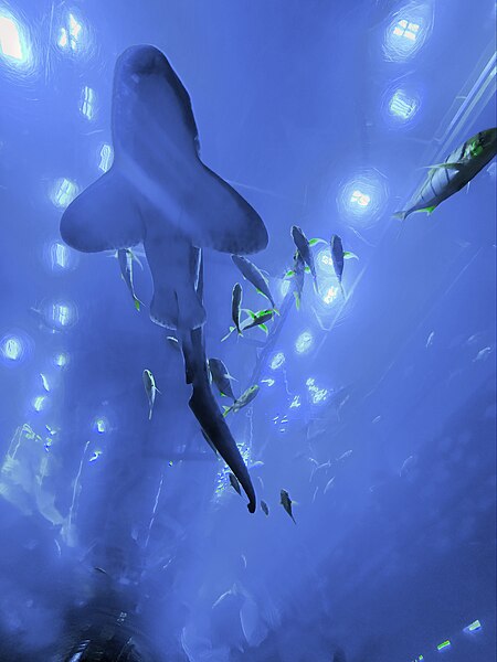 File:Dubai Mall Aquarium Christina Pravi.jpg