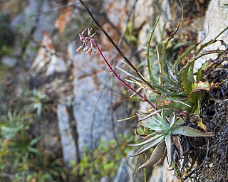 <i>Dudleya nubigena</i> Species of succulent plant from Mexico