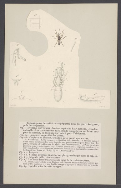 File:Dysdera - Print - Iconographia Zoologica - Special Collections University of Amsterdam - UBAINV0274 004 04 0046.tif