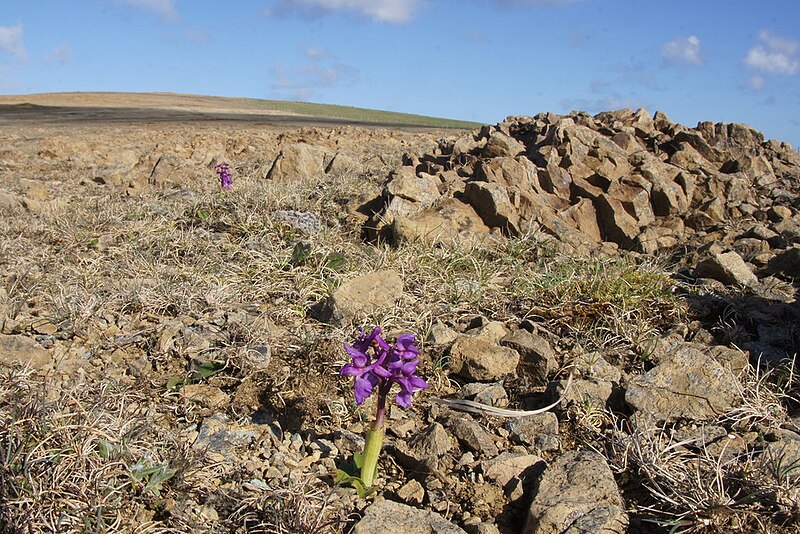 File:Early Purple Orchids (Orchis mascula), Keen of Hamar - geograph.org.uk - 3490224.jpg