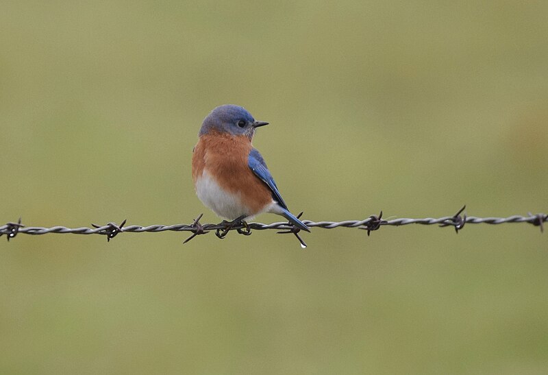 File:Eastern Bluebird - 23277874242.jpg