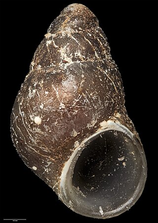 <i>Eatoniella mortoni</i> Species of gastropod