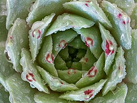 Le centre d'une rosette d'Echeveria. (définition réelle 5 293 × 3 970)