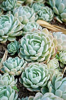 <i>Echeveria</i> Genus of succulents