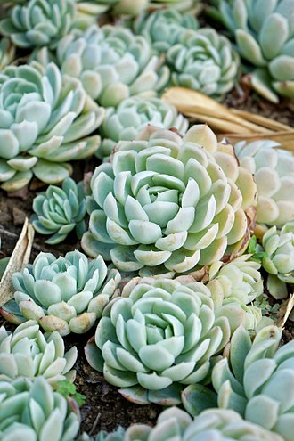 330px-Echeveria_elegans_-_1.jpg