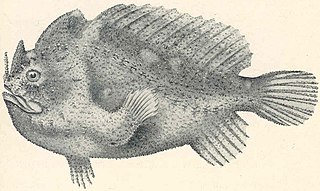 <i>Echinophryne</i> Genus of fishes