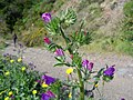 Miniatura para Echium creticum