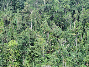 Tepi Aketajawe-Lolobata Nasional Park.jpg