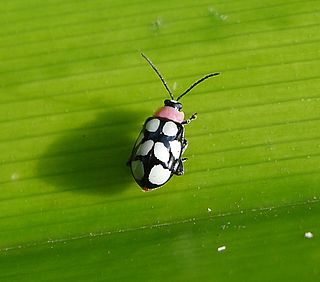 <i>Omophoita cyanipennis</i> species of insect