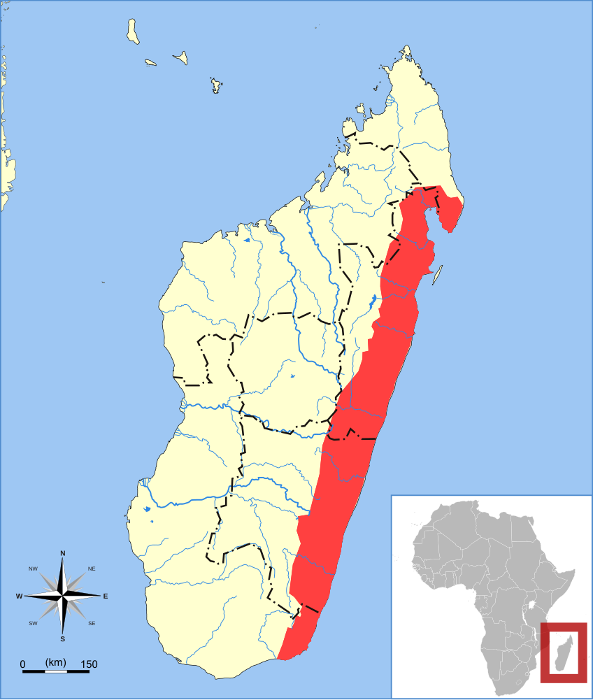 The average adult size of a Peters's sheath-tailed bat is  (0' 3