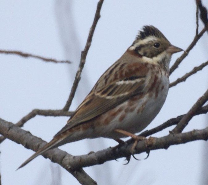 File:Emberiza rustica2.jpg