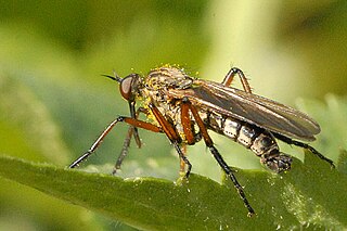 <i>Empis opaca</i> Species of fly