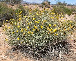 east of Moapa, Nevada