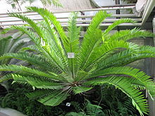 Encephalartos hildebrandtii A. Braun et Bouché (2).JPG