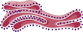 Endoplasmic reticulum