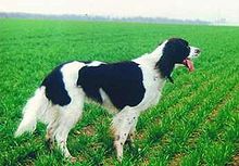 "A white and black spaniel stands in a field of bright green grass looking off to the right."