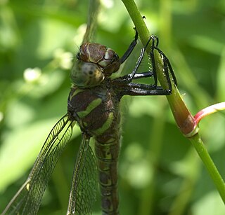 <i>Epiaeschna</i> Genus of dragonflies