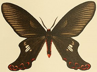 <i>Epicopeia polydora</i> Species of moth