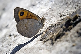 Erebia rondoui