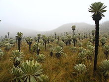 E. pycnophylla, en los páramos de la reserva ecológica El Angel, Ecuador