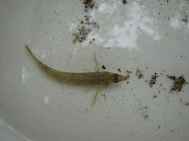 Etheostoma olmstedi