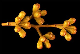 buds Eucalyptus discreta buds.jpg