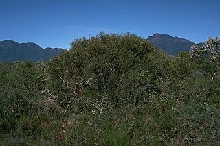 <i>Eucalyptus pachyloma</i> Species of eucalyptus