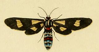 <i>Euchromia guineensis</i> Species of moth