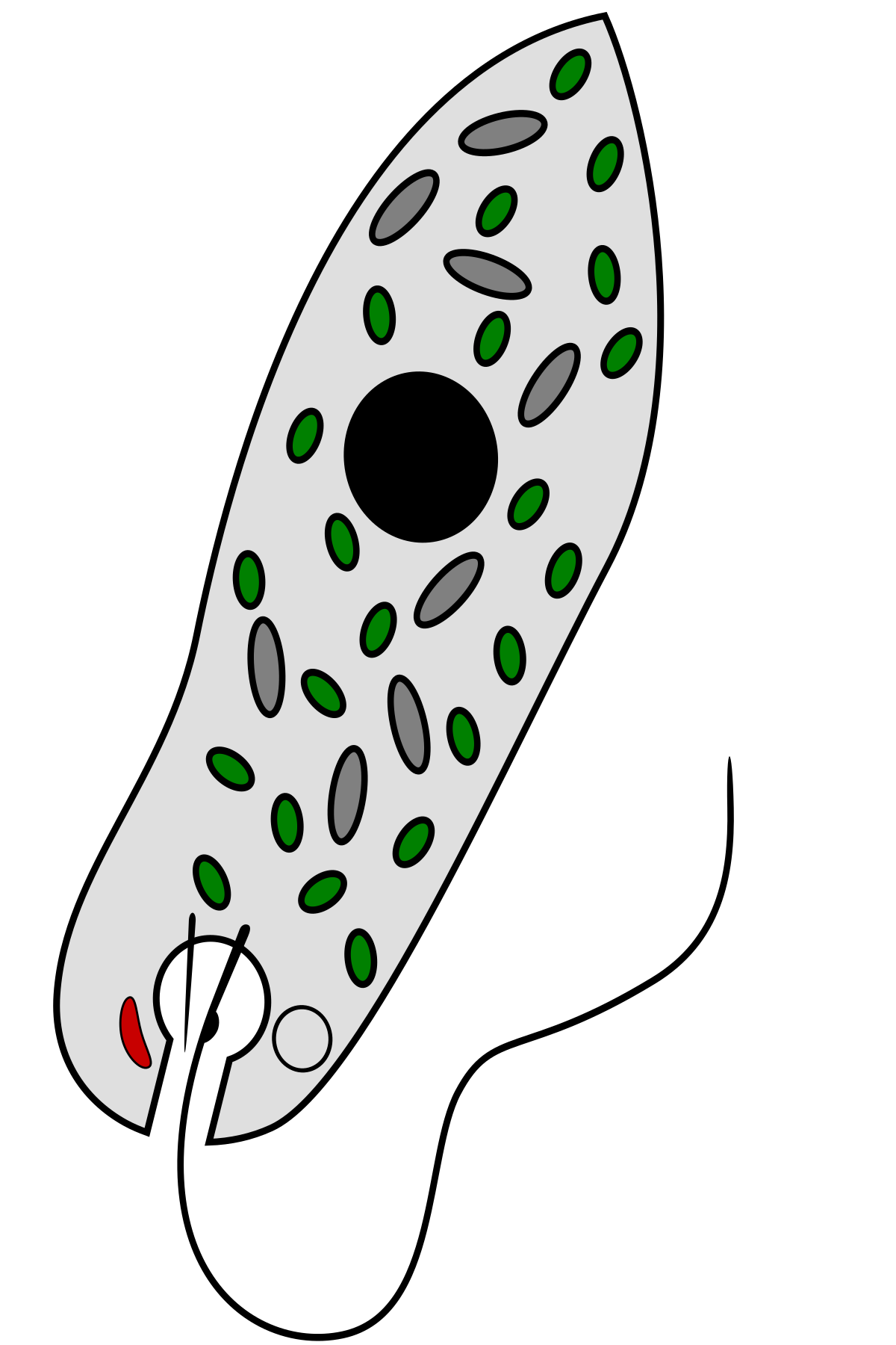 Euglenozoa — Wikipédia