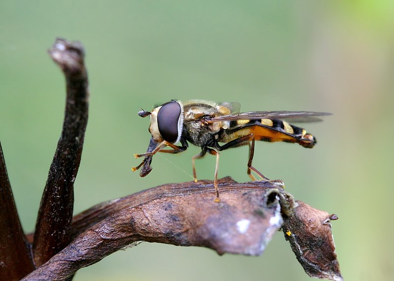 File:Eupeodes americanus2.jpg