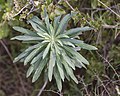 Euphorbia characias, Sète 02.jpg