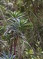 Euphorbia characias, Sète 04.jpg