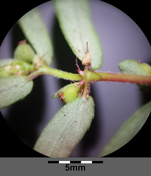 File:Euphorbia maculata sl13.jpg