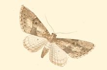 Eupithecia gueneata.JPG