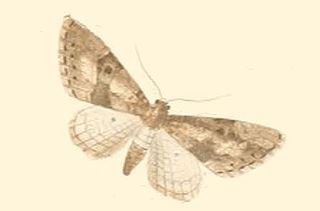 <i>Eupithecia gueneata</i> Species of moth