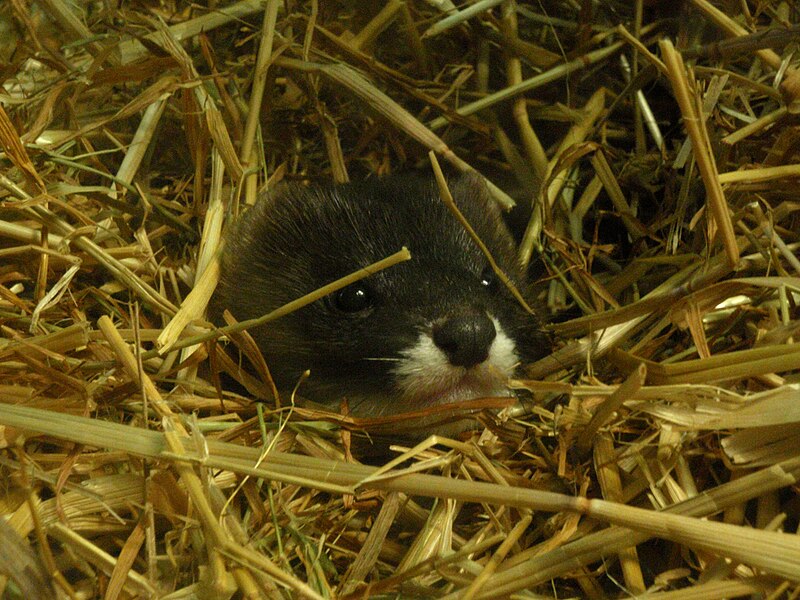 File:European Mink.jpg