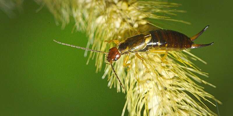 File:European earwig (51008718577).jpg