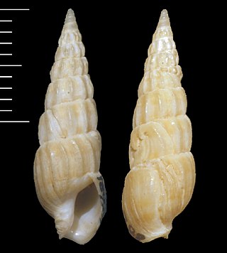 <i>Gradaterebra lightfooti</i> Species of gastropod