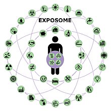 Exposome Exposome nruaux.jpg