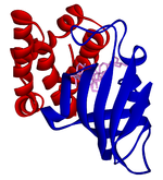 Ribbon diagram of human FKBP12 in complex with rapamycin interacting with the rapamycin domain of mTOR FKBP-sirolimus-mTOR complex 1FAP.png