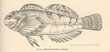 FMIB 40413 Blennicottus globiceps (Girard) .jpeg