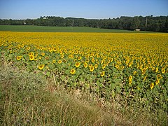 Sunflowers in Gers