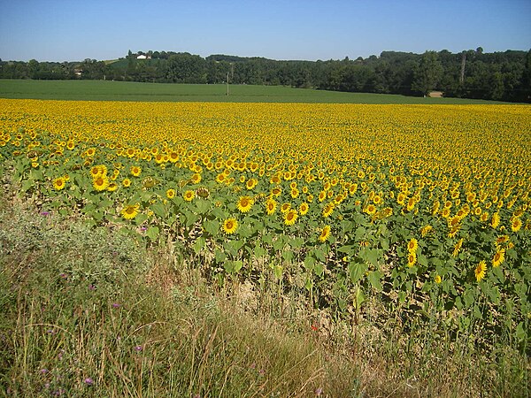 Landscape in Gers, Midi-Pyrénées