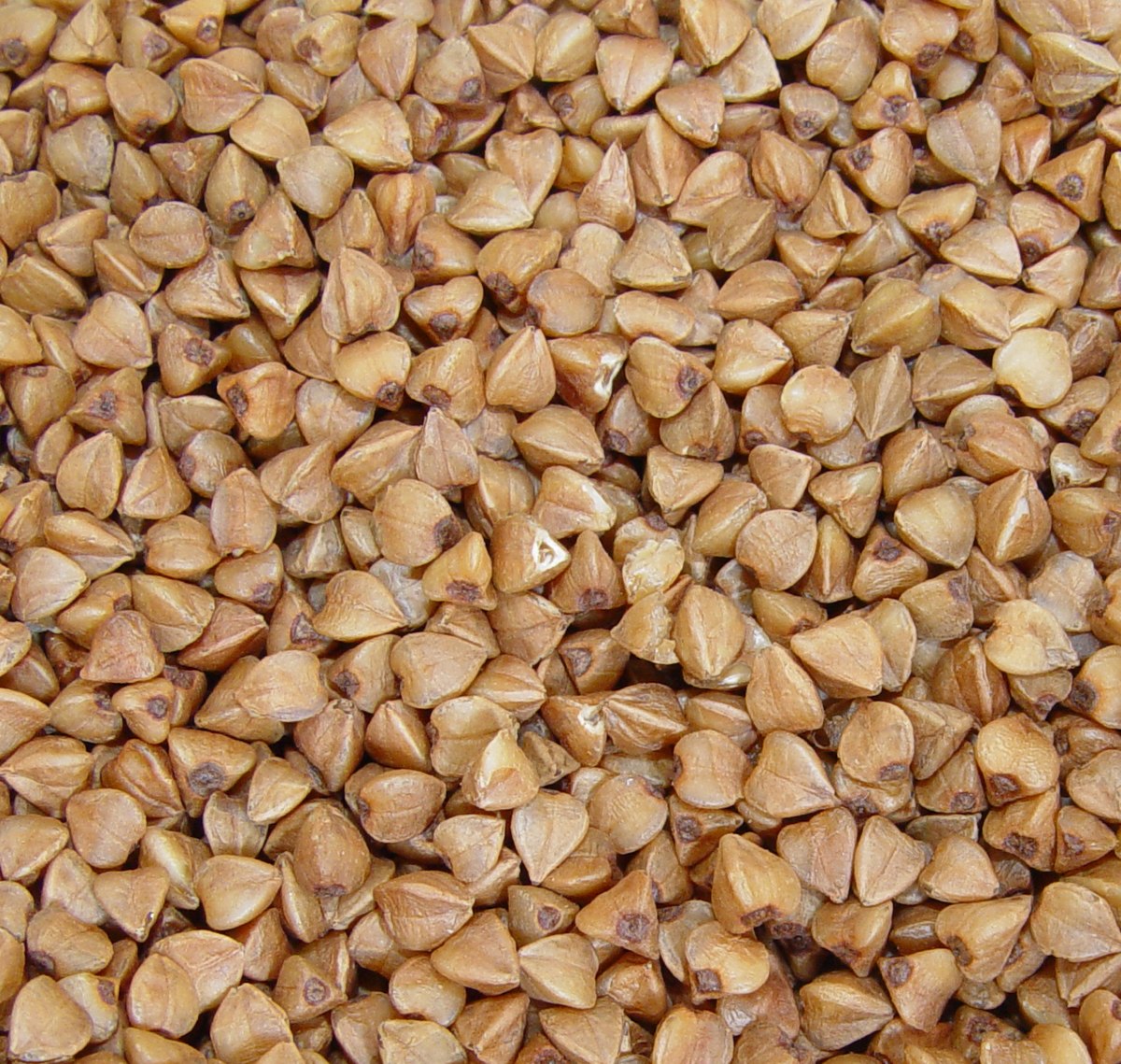 File:Buckwheat hulls.jpg - Wikipedia