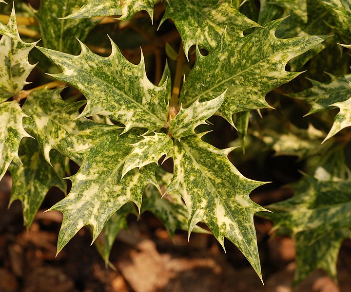 File:False Holly Osmanthus heterophyllus 'Goshiki' Summer Leaves 2400px.JPG